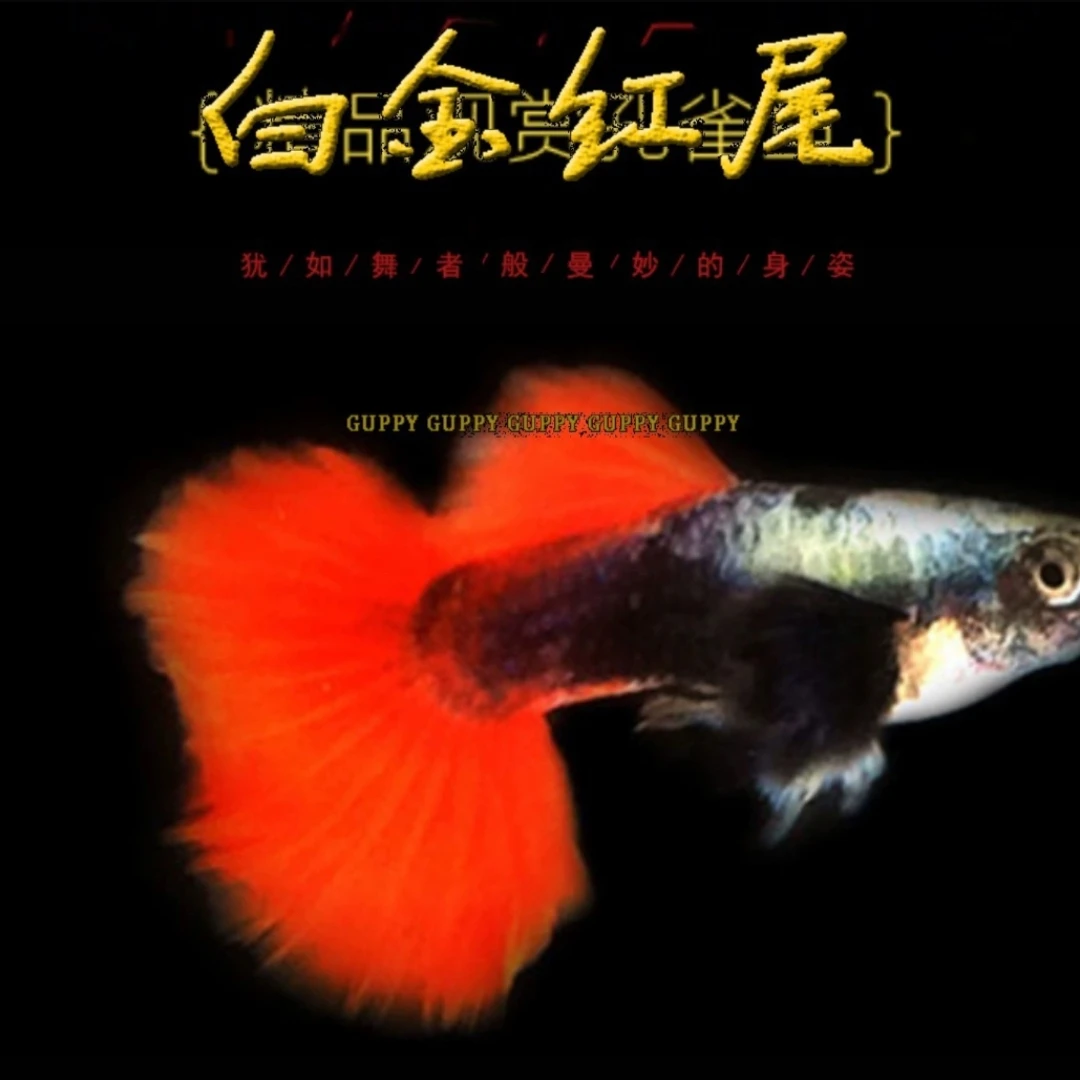 小型热带观赏鱼精品白金象耳红尾孔雀鱼种鱼(入缸后不包损)