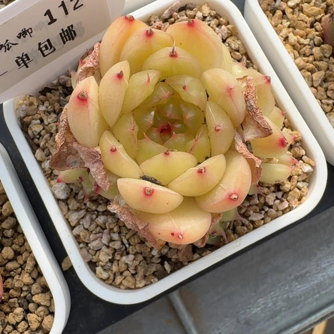 0112-阳光玫瑰带崽一颗