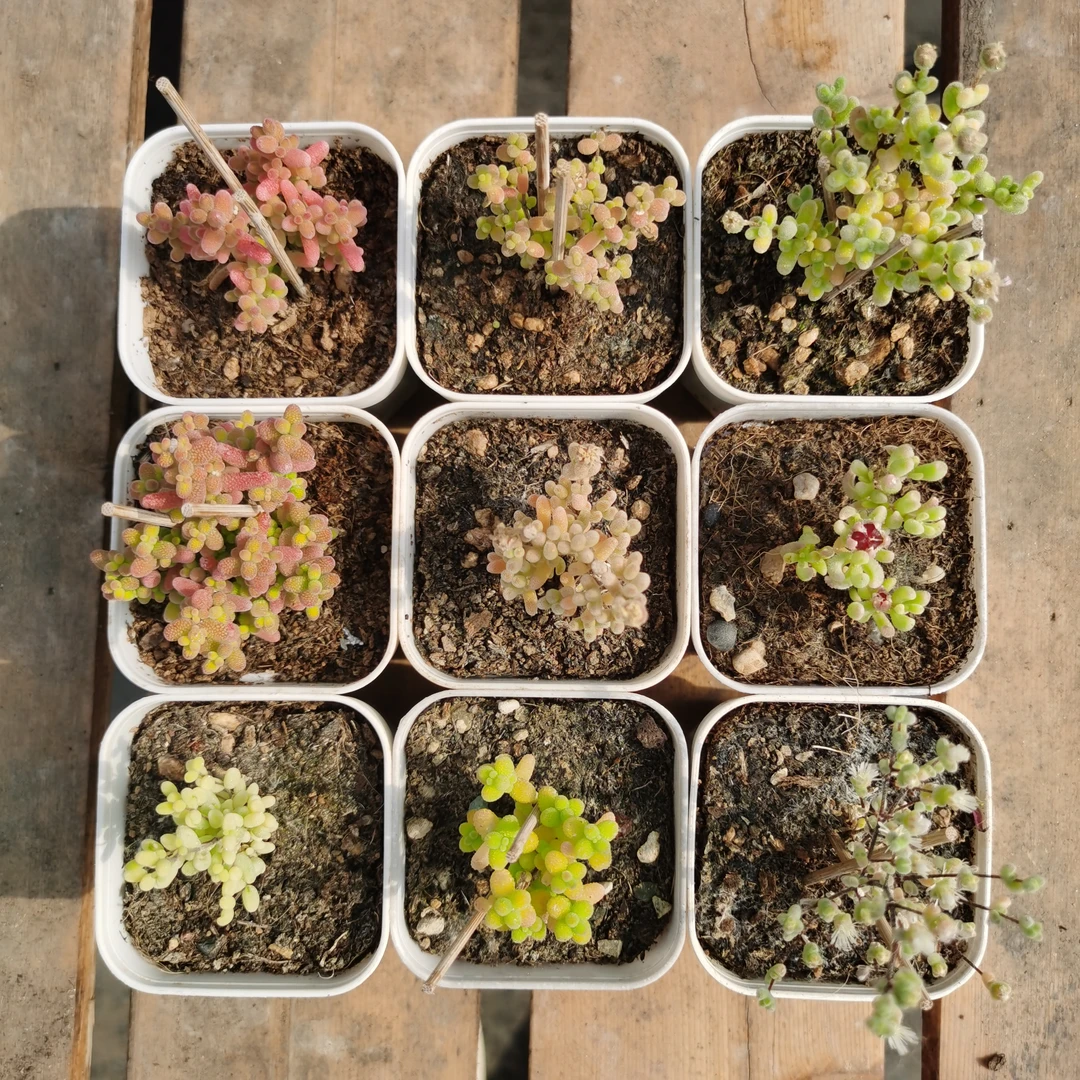 名曰一多肉 枝干番杏集合C