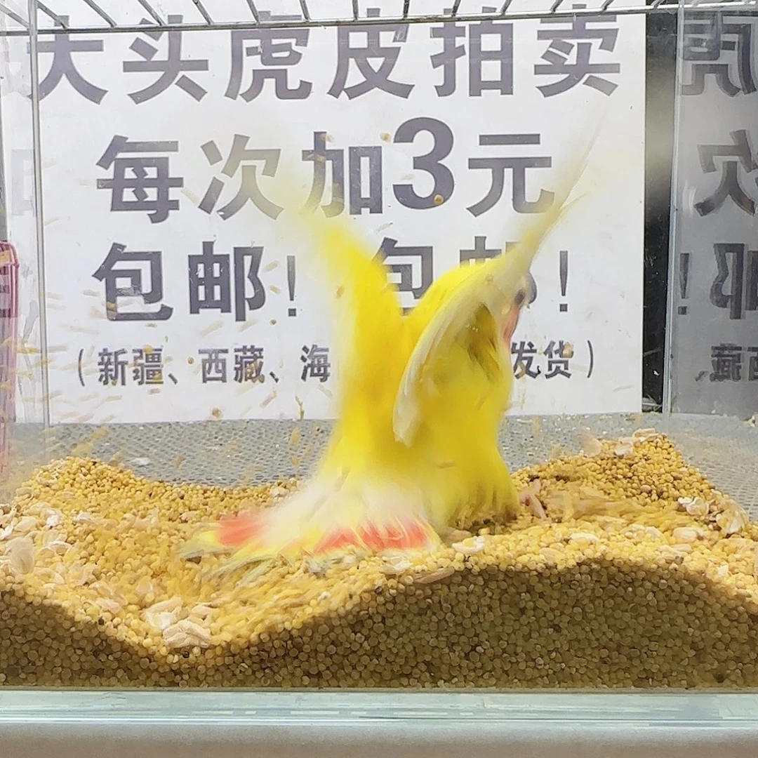 虎皮鹦鹉牡丹鹦鹉