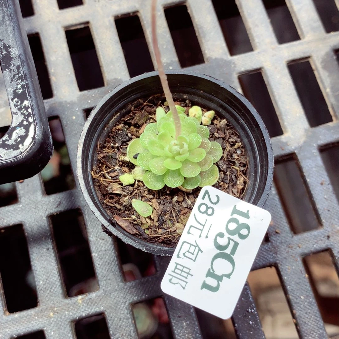 5厘米盆精控多肉185