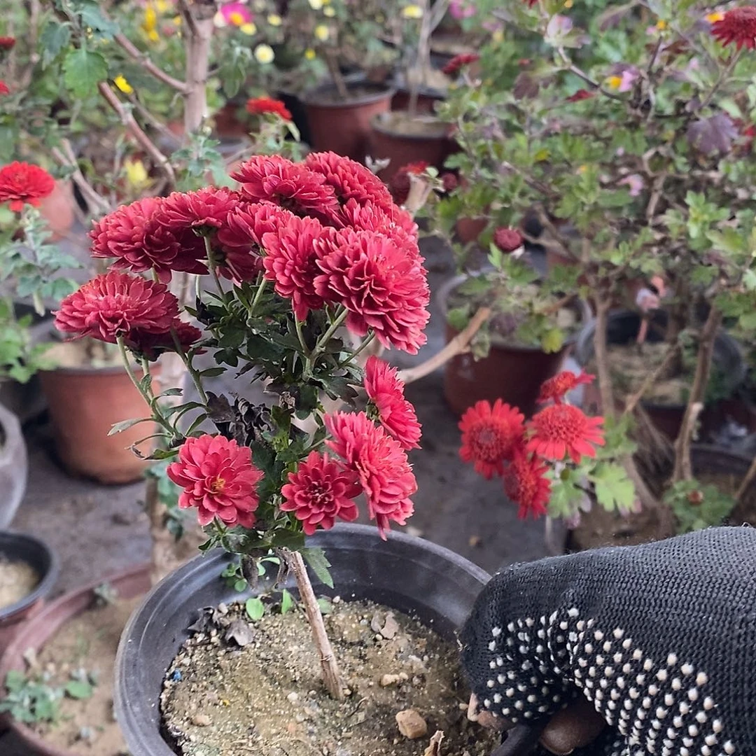 幸***家完全开放盆景聚聚的