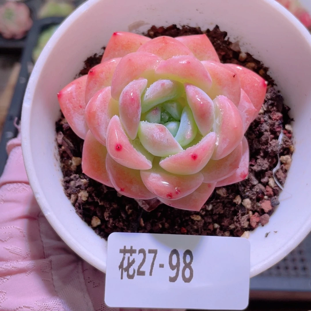 花利美27-98新品单头
