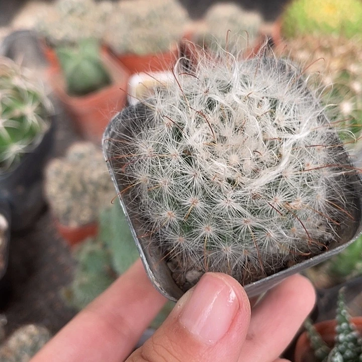 584仙人球植物植物