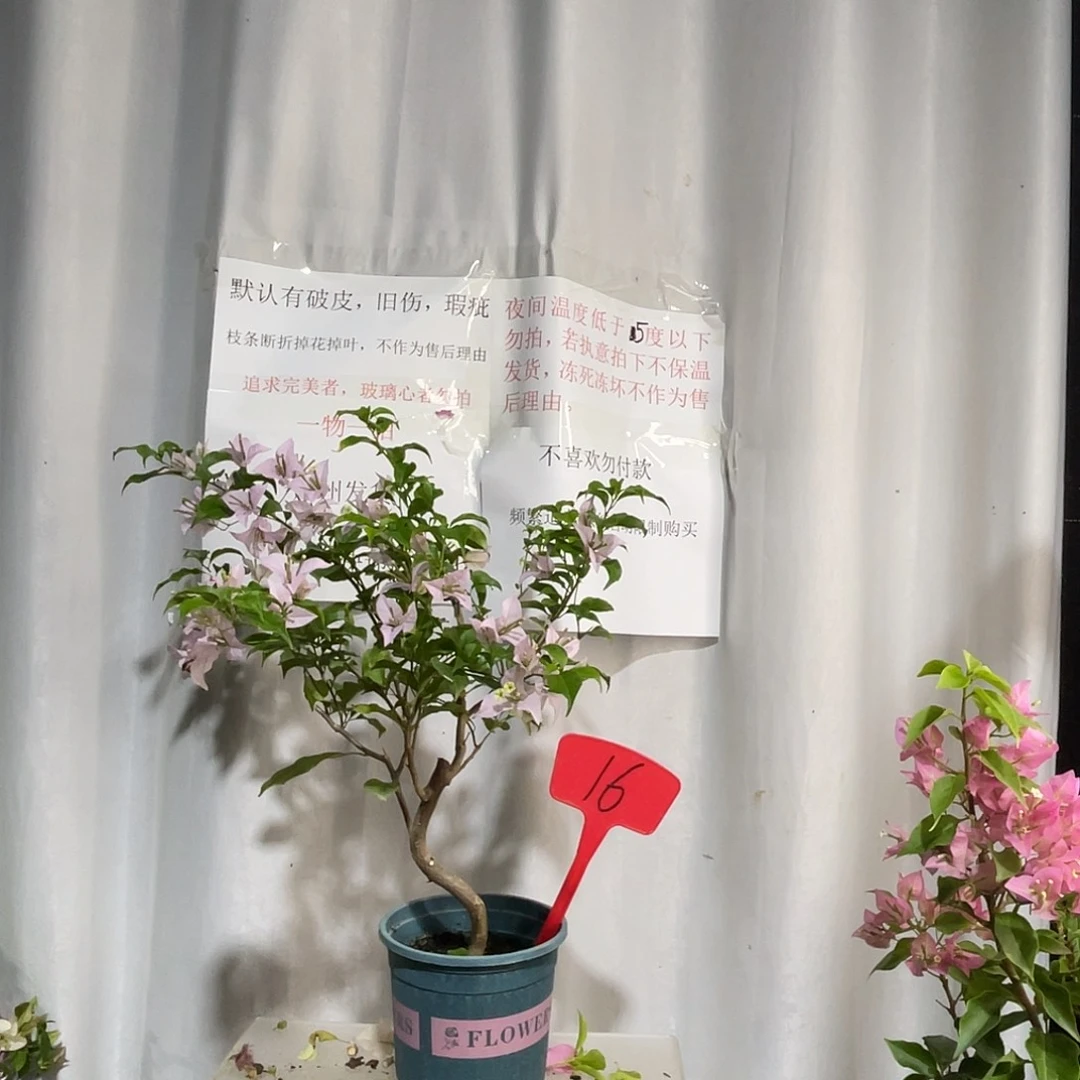 当前无花栽培后可以开花16紫丁香美女