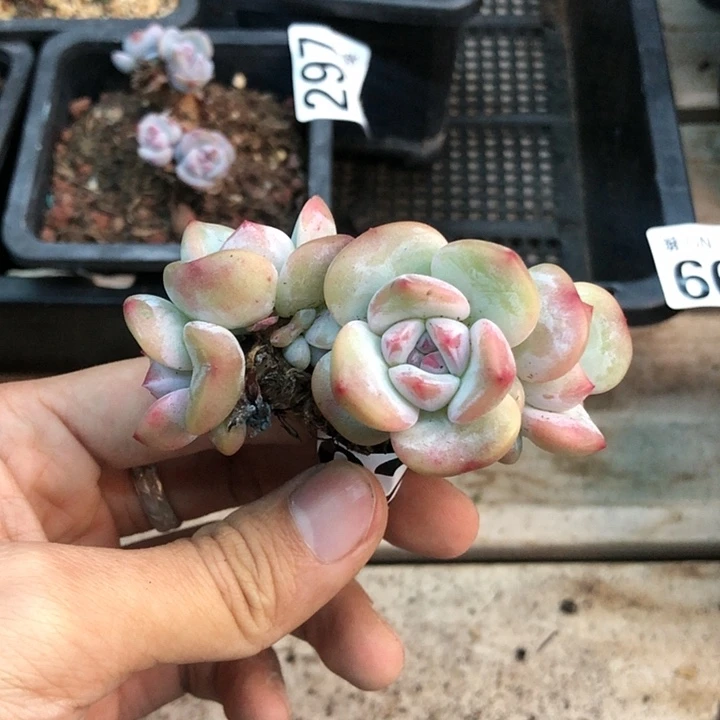 星影石榴籽福利出咯 262