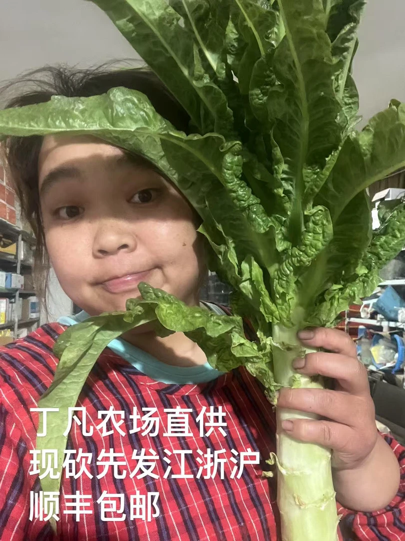 露天种植新鲜现拔红叶莴笋当季蔬菜