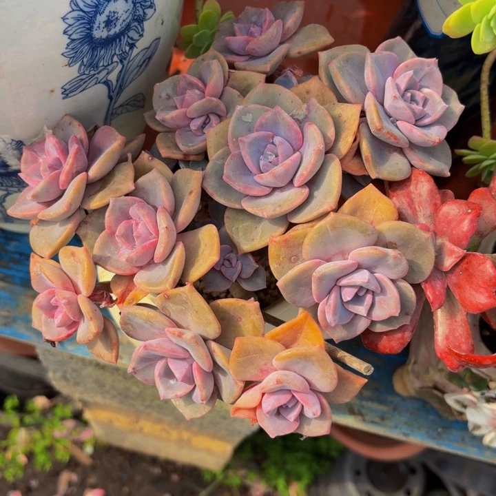 程***程老桩精品肉肉彩虹糖带盆