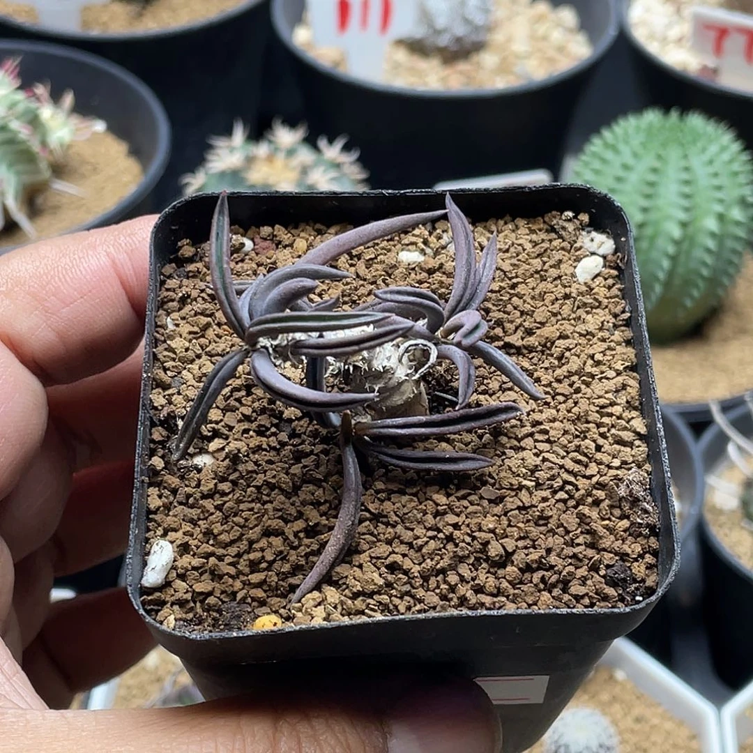 实生雀舌麒麟 带盆土包邮