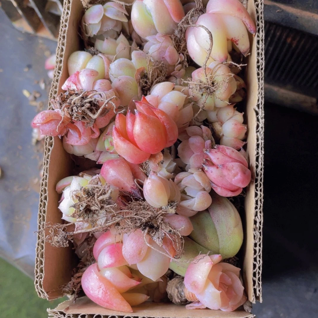 多肉植物多肉022