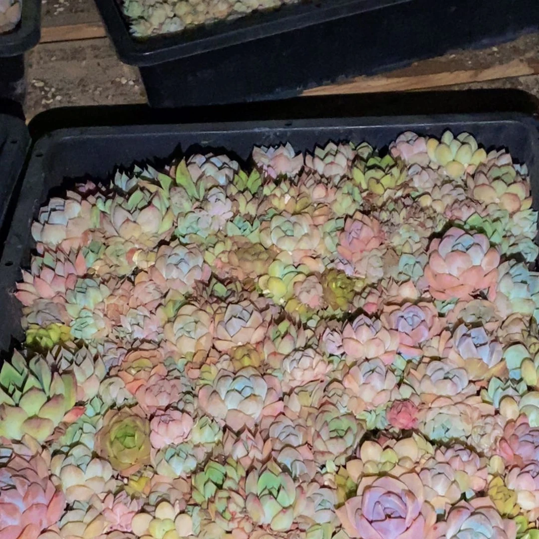 198点人气爆棚的时候我也是