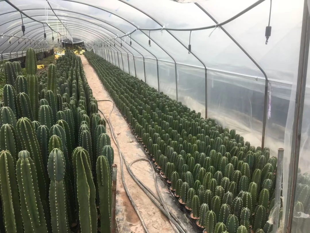 量天尺 带根 组合