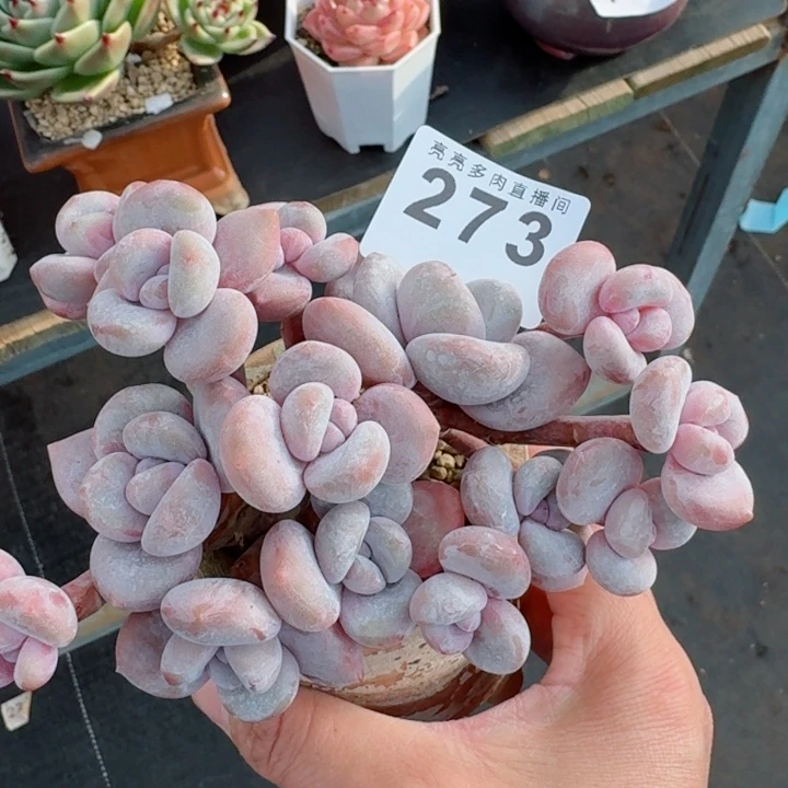 丸叶粉兔         精控精养多肉植物