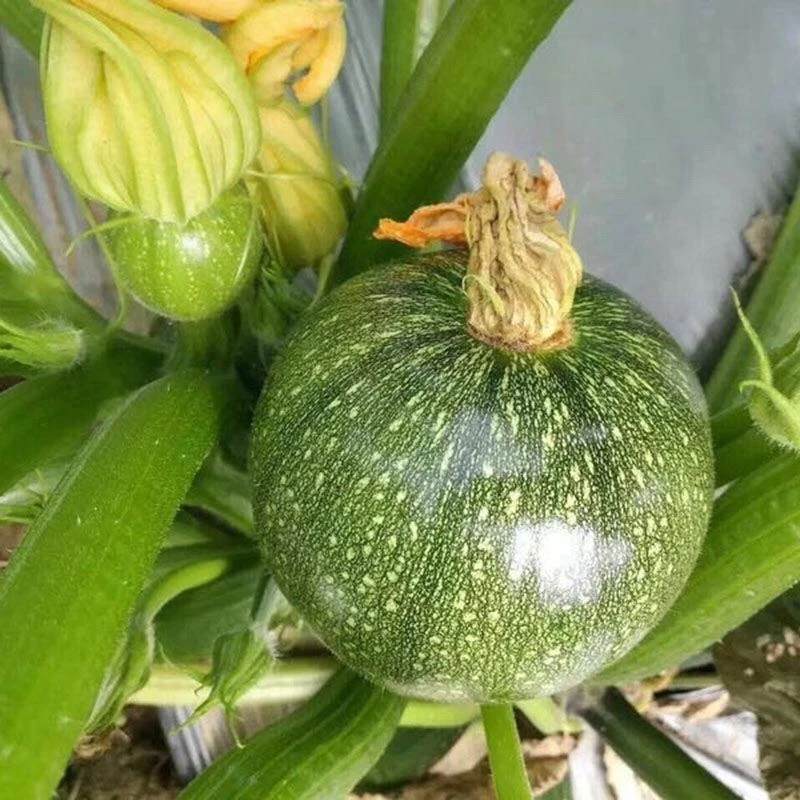 嫩南瓜圆形小圆瓜新鲜嫩南瓜甜糯绿皮嫩瓜正宗小南瓜可吃应季蔬菜