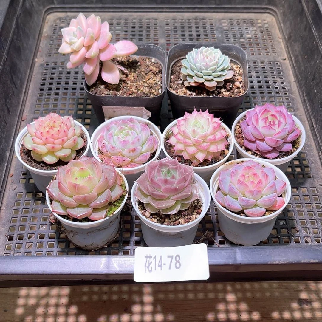 花利美14-78框拍9颗