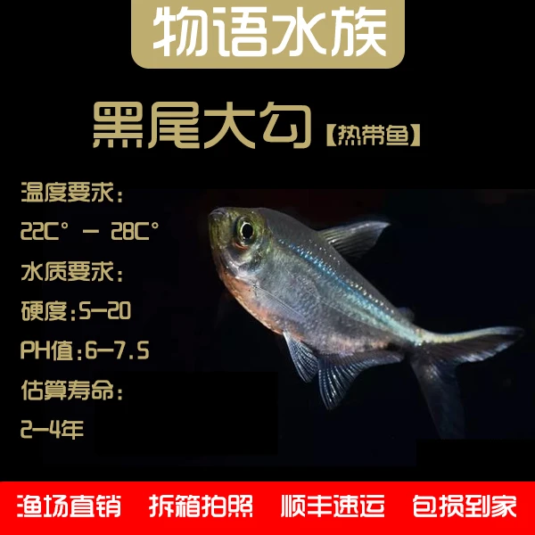 【大尺寸黑尾大勾】小型热带观赏鱼群游活体淡水鱼好养耐活可混养