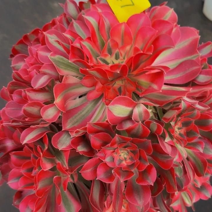 陶***陶147号多肉植物七彩石