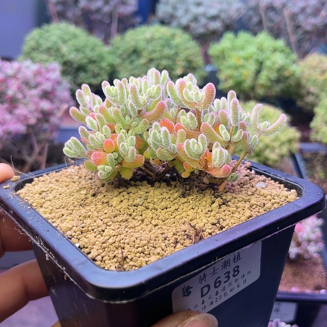 638优选冰晶枝干番杏