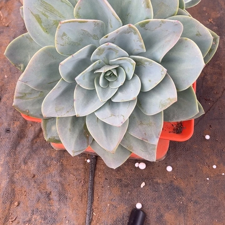 可***⊙地栽白凤群生一棵（包邮不包损）