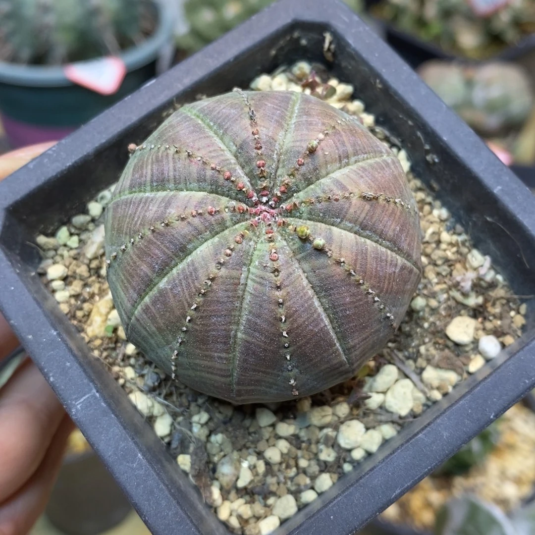 60号 自根欧布5公分带盆土