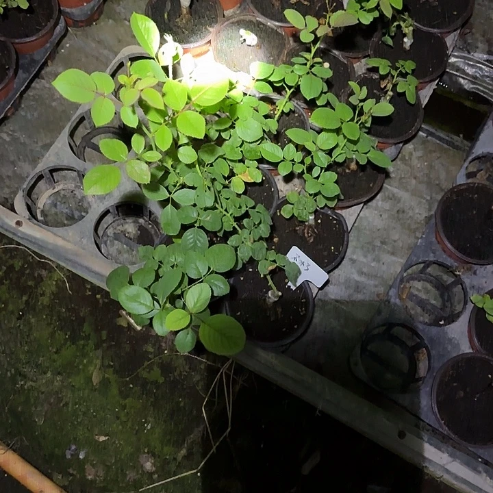 无花朵不朽根接小苗