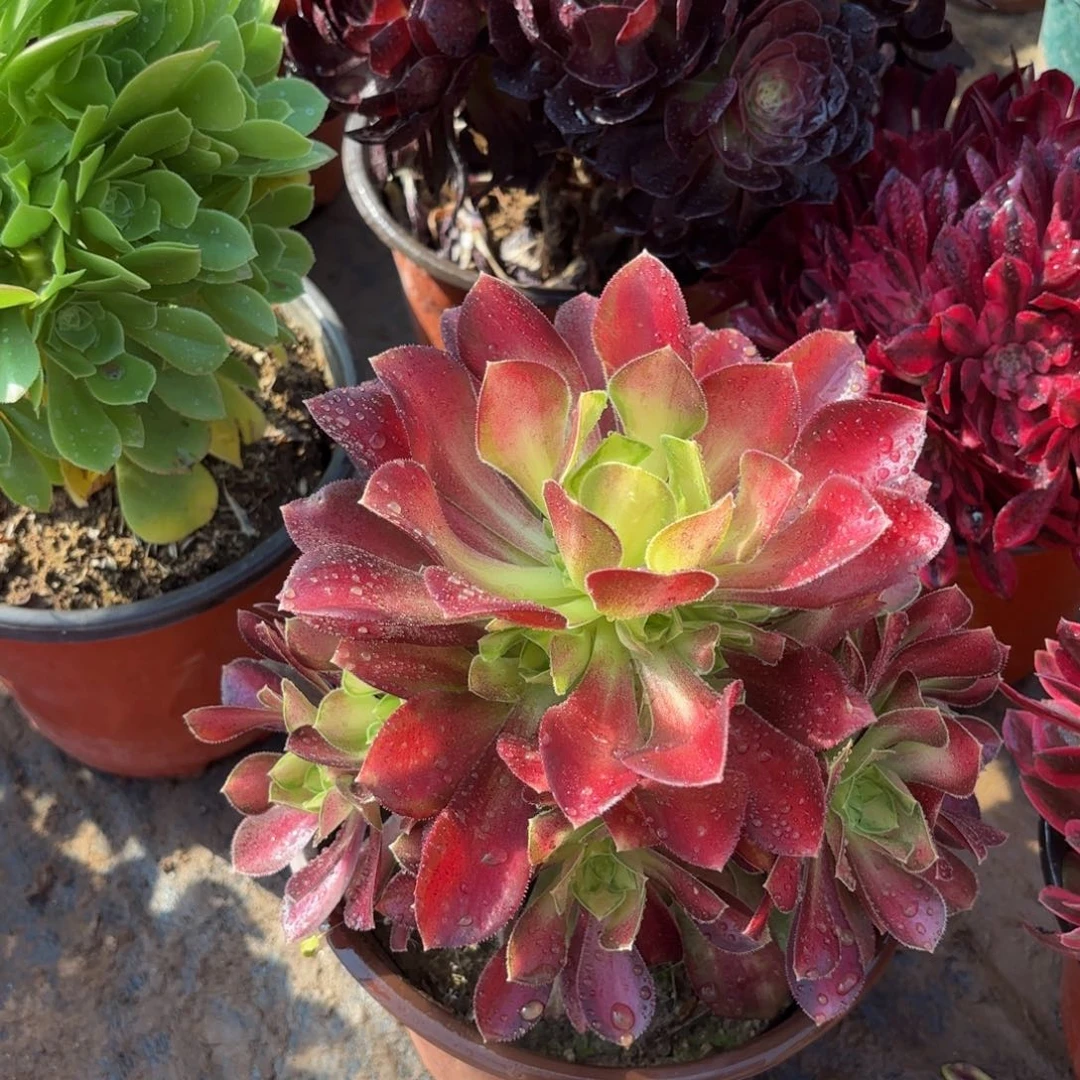 韶华9.9法师多肉嫩两圈头