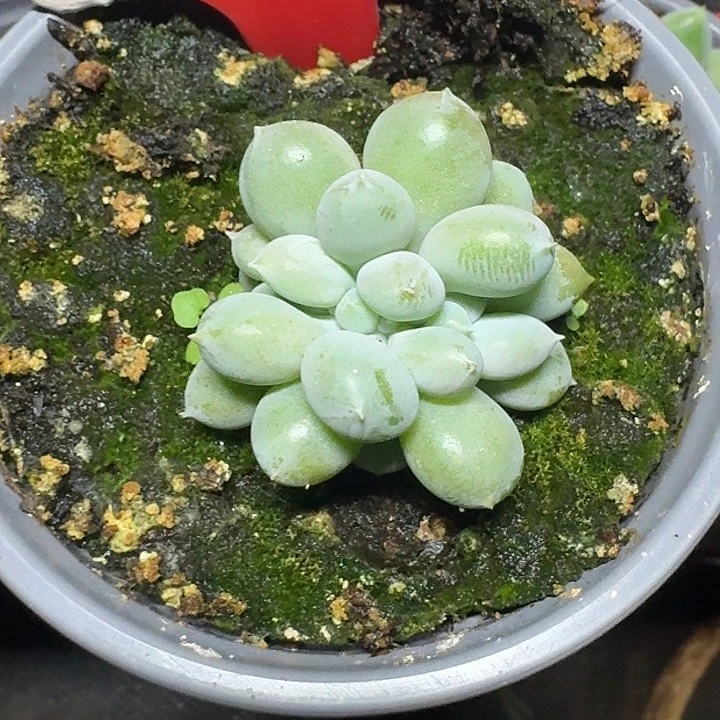 胖体哥特缀化312多肉植物