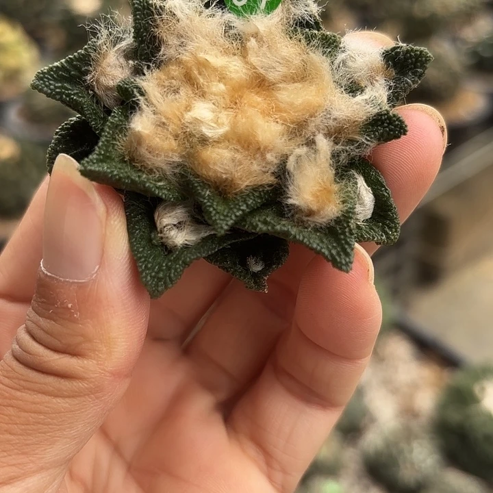 袖蒲苗接落地仙人球64