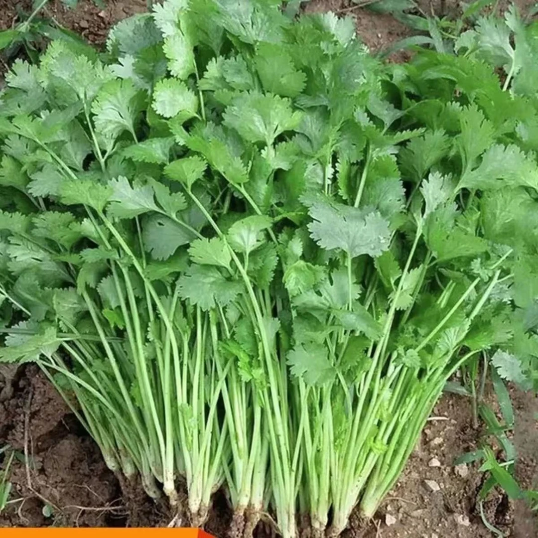 【四季大叶香菜种子】新鲜蔬菜浓香味纯正三天生香菜蔬菜种子种植