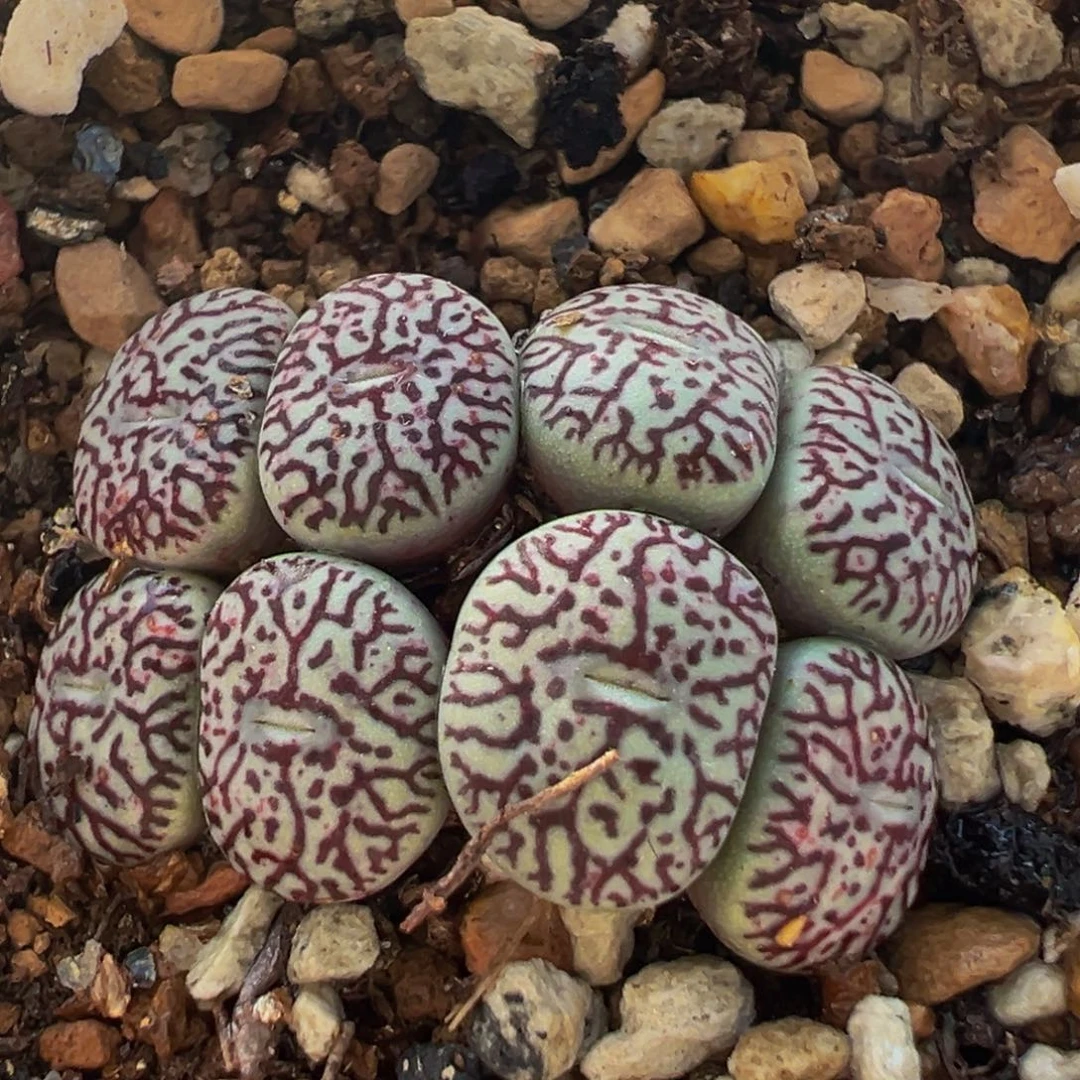 96多肉植物百科墨小锥