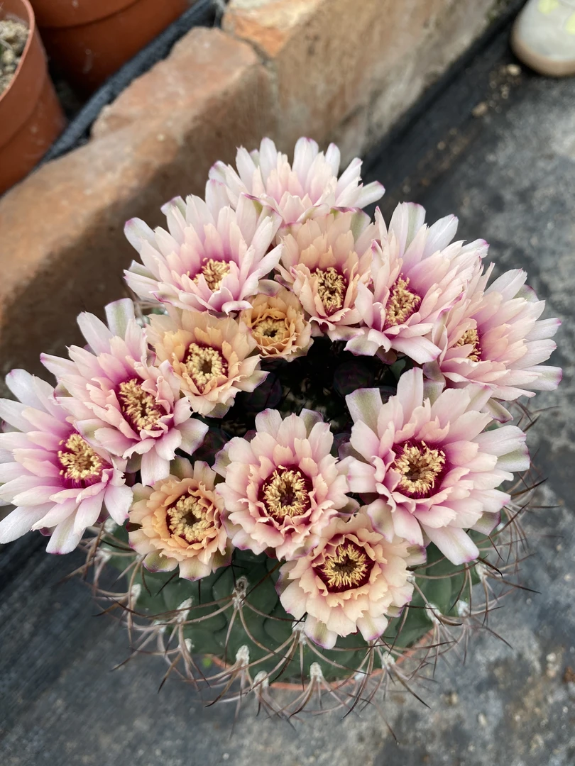 新天地2颗组    仙人球漳州基地直发 新手好养