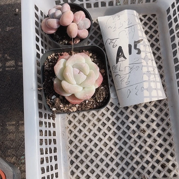 用****615密密麻麻密密麻麻