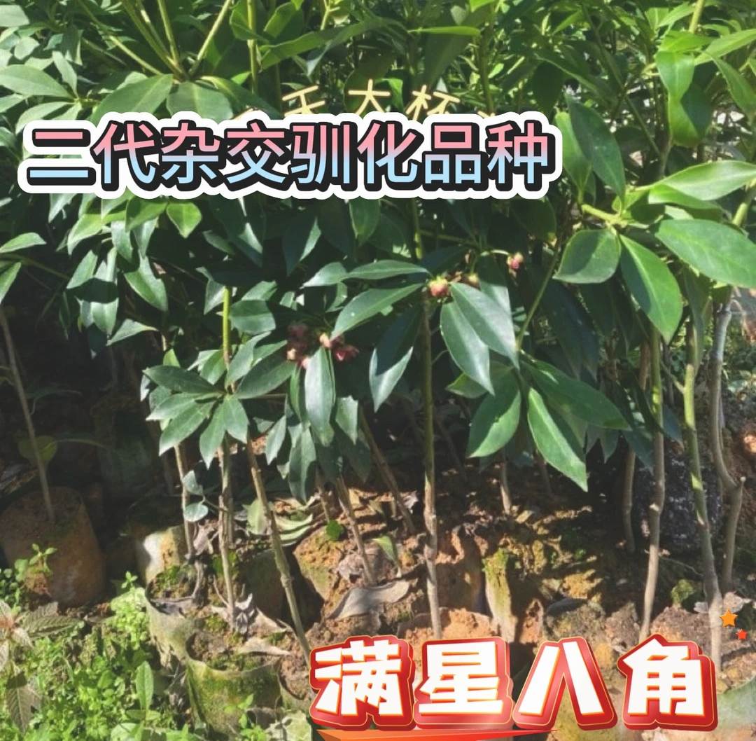 满星八角树苗 高产 高品质二代杂交驯化品种