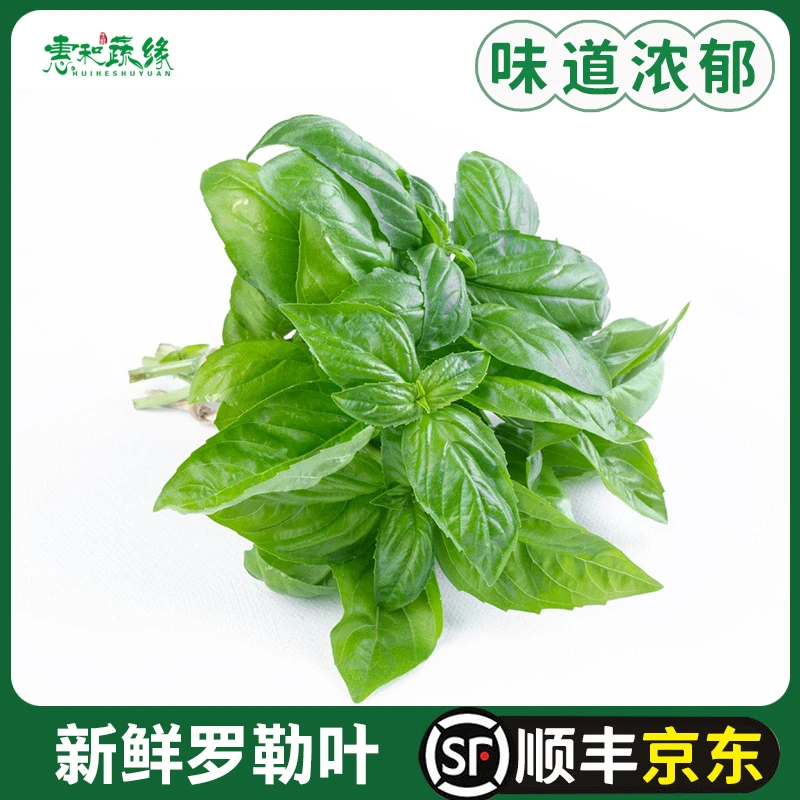 新鲜甜罗勒叶食用披萨草泰国品种罗勒酱调料青酱100g非九层塔蔬菜