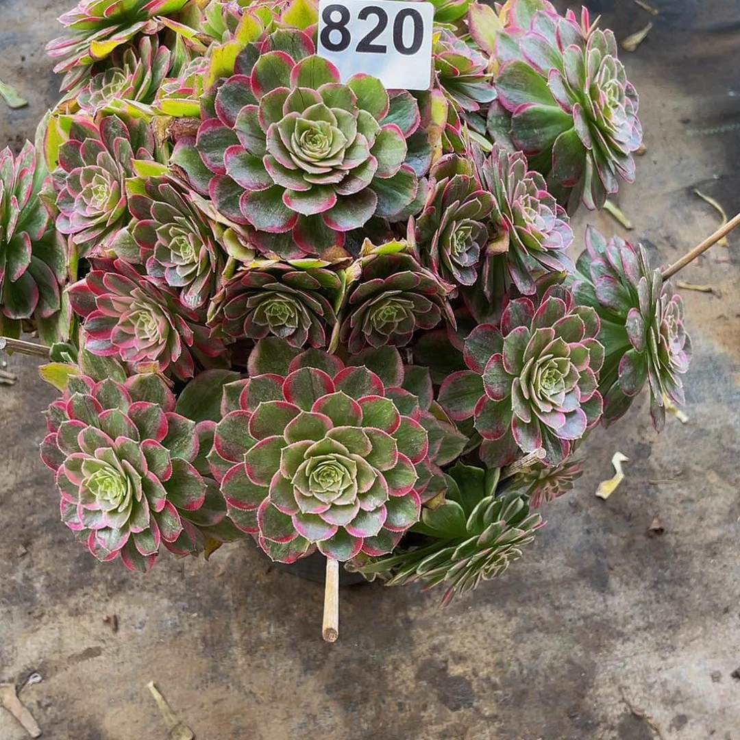 青****6多肉法师820号莲花座发货不包损