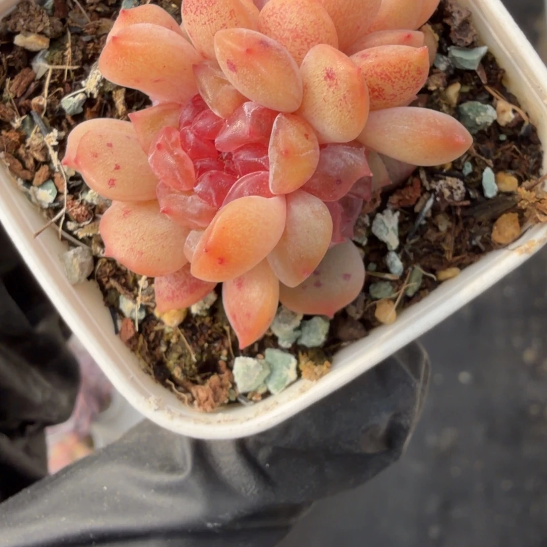 东篱下多肉植物哈哈哈