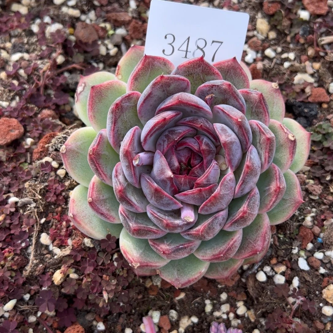 鱼*3487多肉多多多多多