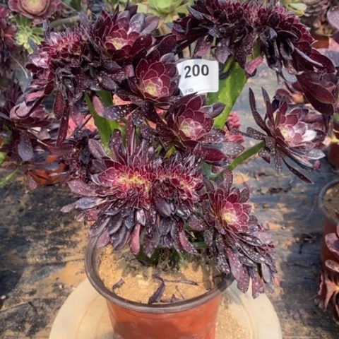 黑法师缀一物一拍