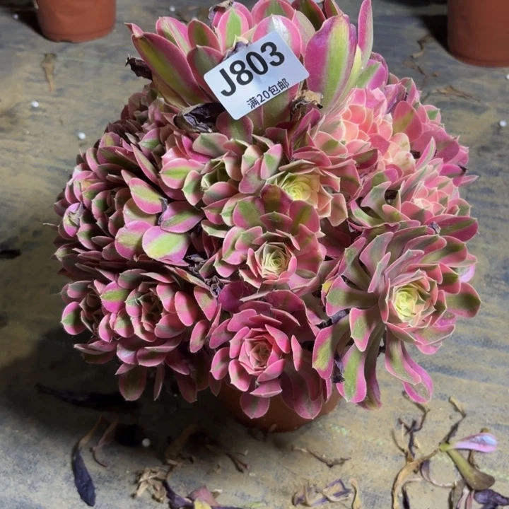 瑞妈多肉园艺，803