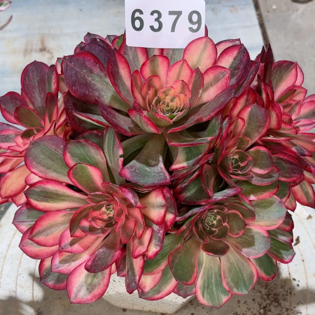 Y****S黑魔锦多肉发货自己生根