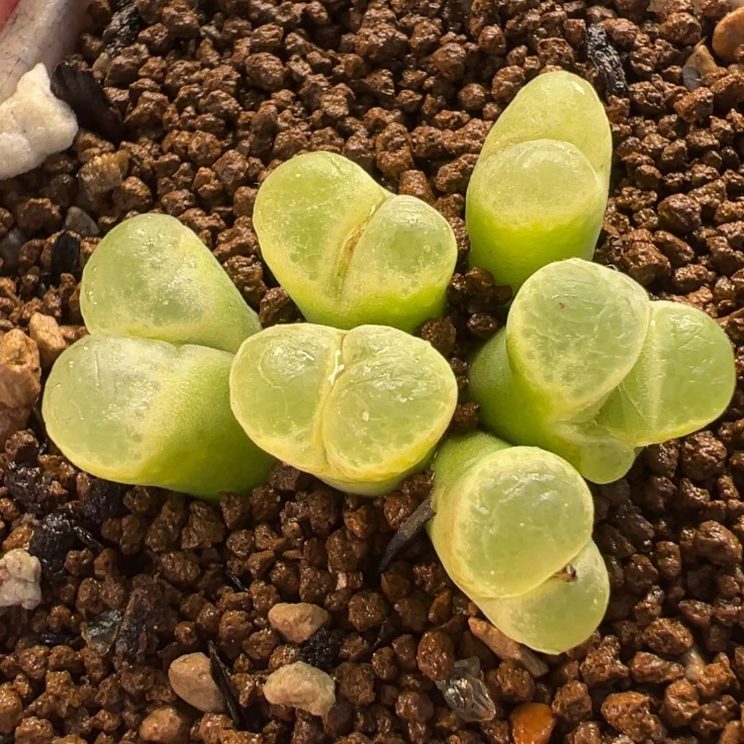 017多肉植物种类和