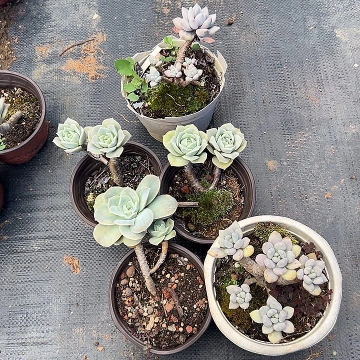 珍***多肉植物实物直播实物45