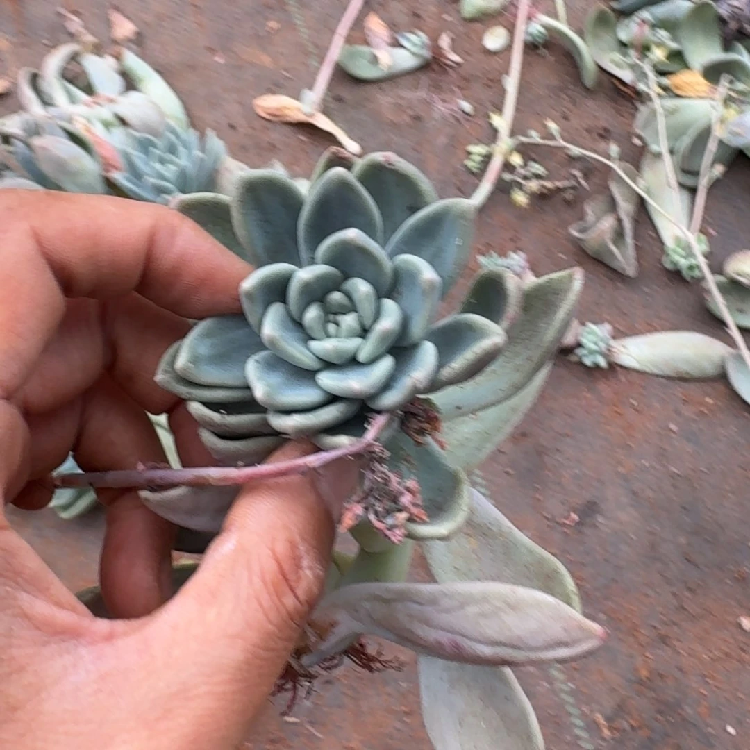 弹簧草五颗量拍发货26-28