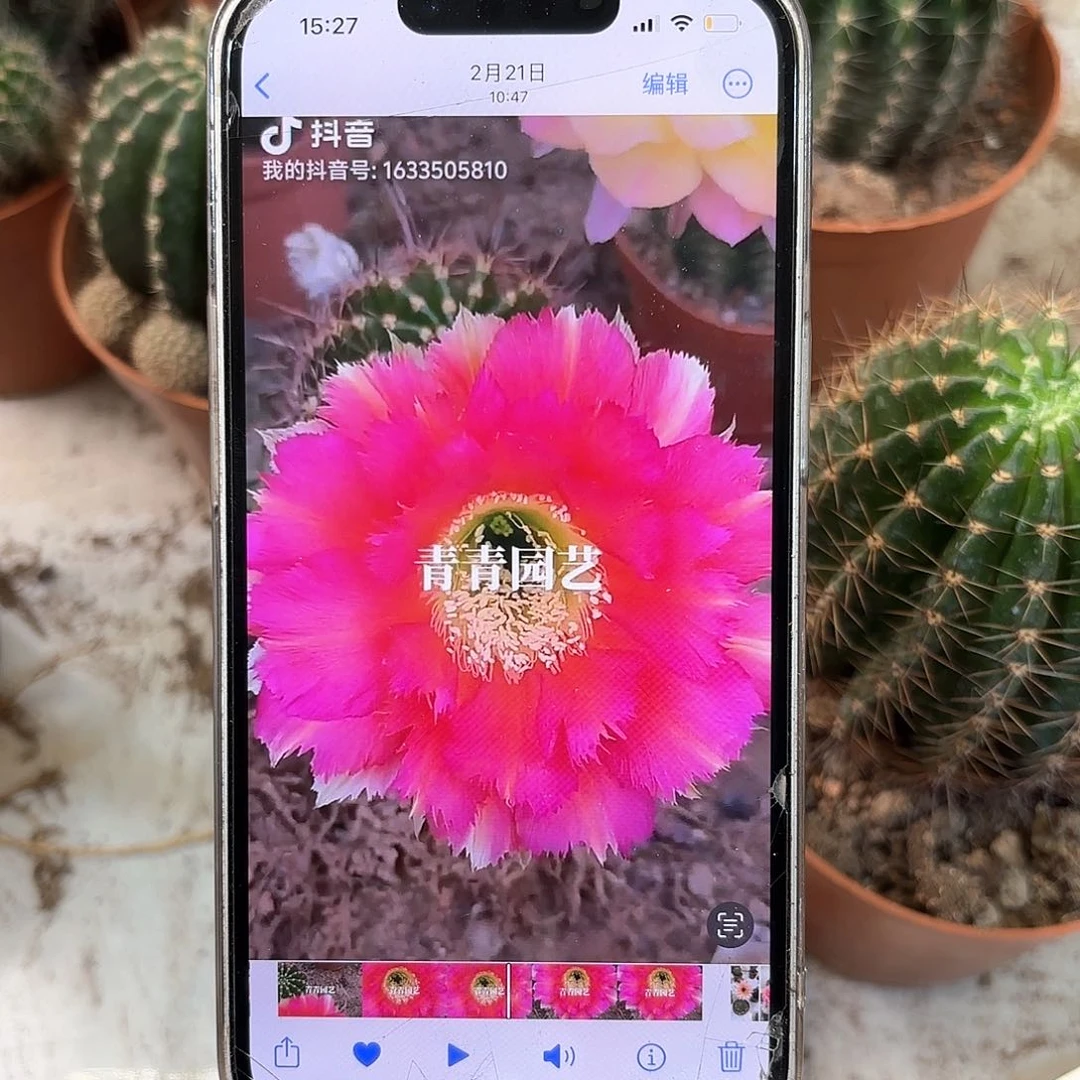 彩草1-2号6-7公分左右