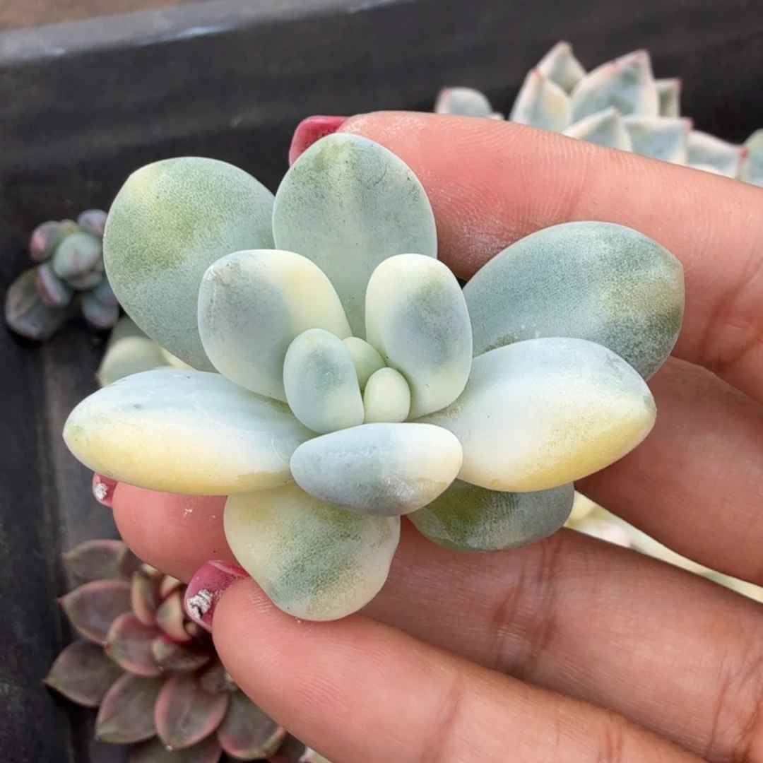 新香水白拉丝锦可以嫁接
