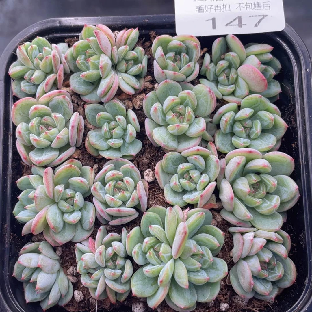 云糖心多肉植物147