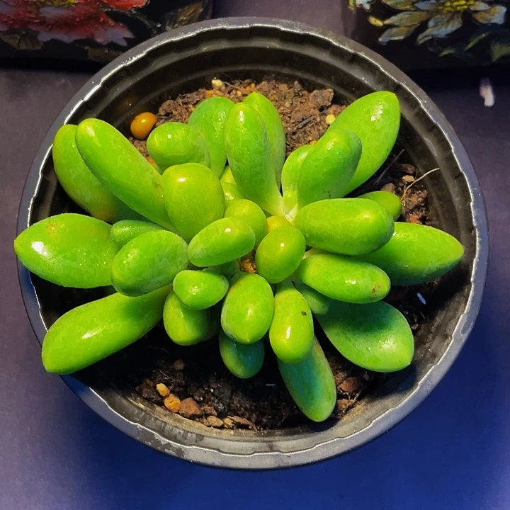 多肉植物多肉植物