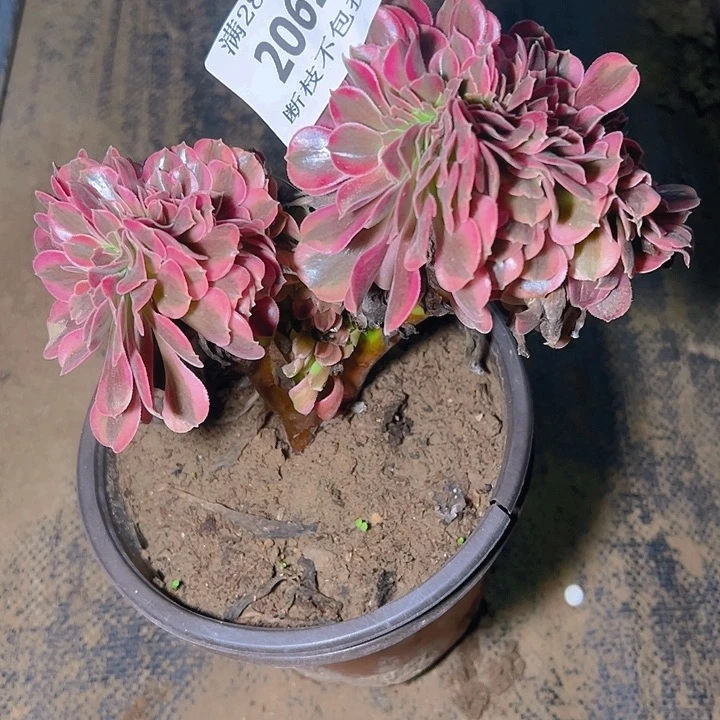 2062美杜莎缀多肉植物