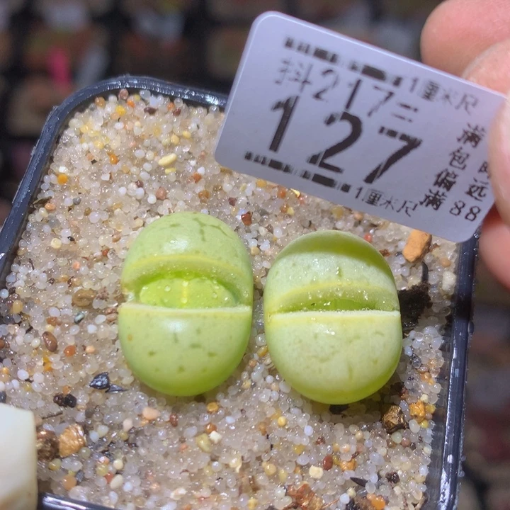 精品生石花217.127