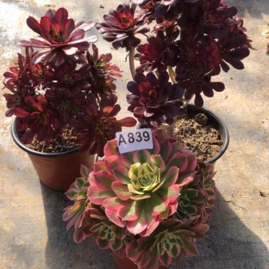 法师多肉植物丫*法师839